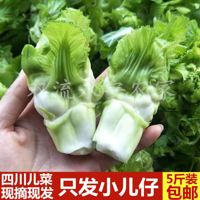 四川儿菜新鲜蔬菜嫩娃娃菜芥菜抱儿菜母子南充菜泡菜原料只发儿仔