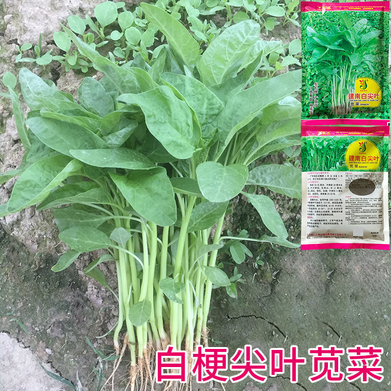 建南白尖叶苋菜种籽白梗苋菜籽高产四季青汉菜种子汗菜种蔬菜种孑