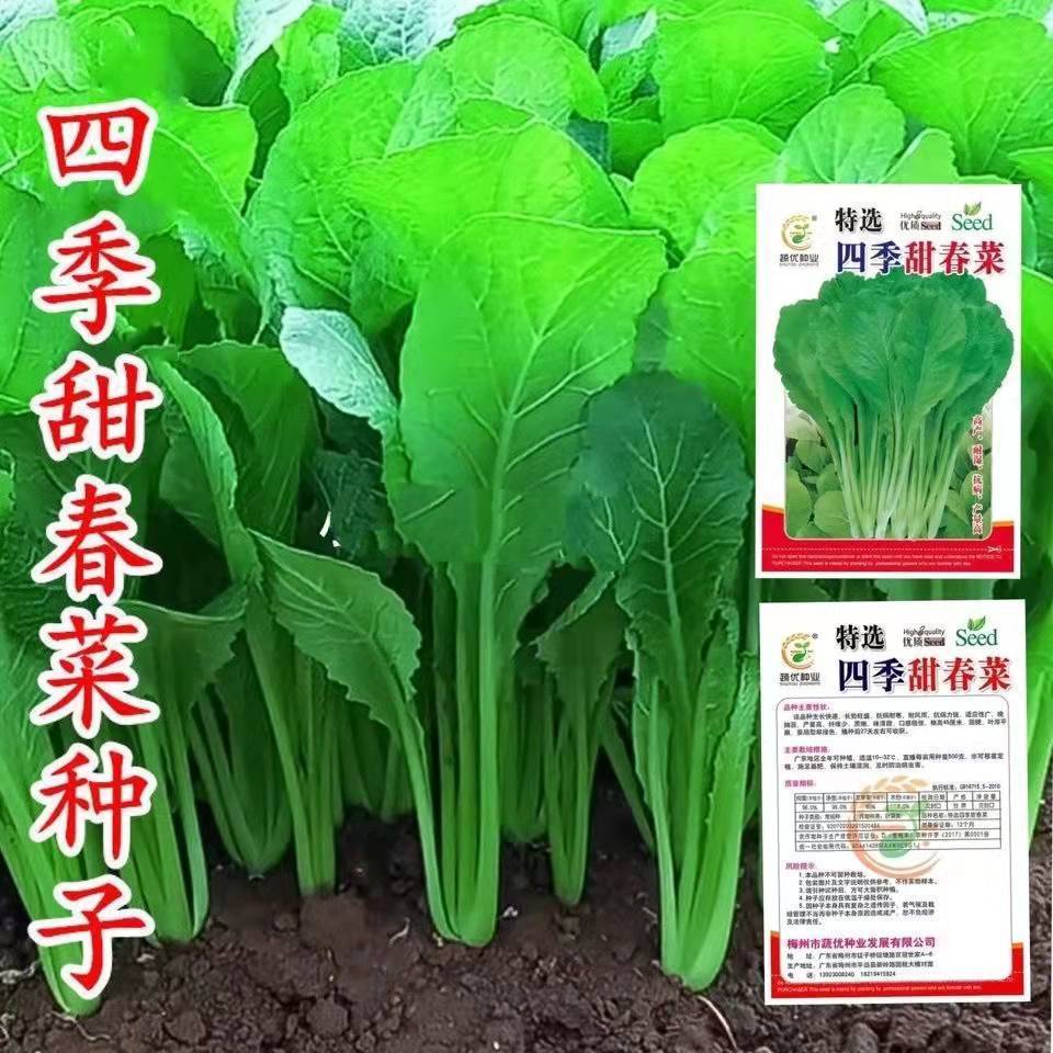 速生甜春菜种子小白菜青菜香芥菜耐热寒春夏秋冬四季蔬菜种籽孑仔