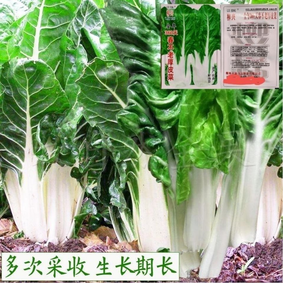 根达菜种子 牛皮菜野菜莙达菜叶甜菜种子 四季阳台特色蔬菜种子