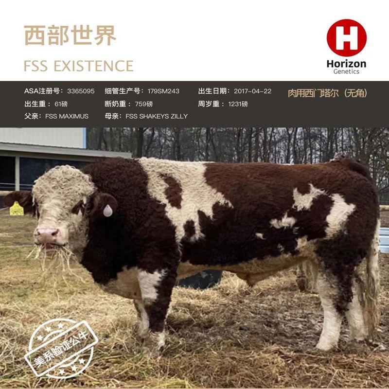 西门塔尔进口火焰牛冻精