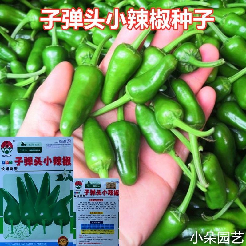可生食香辣子弹头小辣椒种子长短两型新品种高产泡椒种子小米椒籽