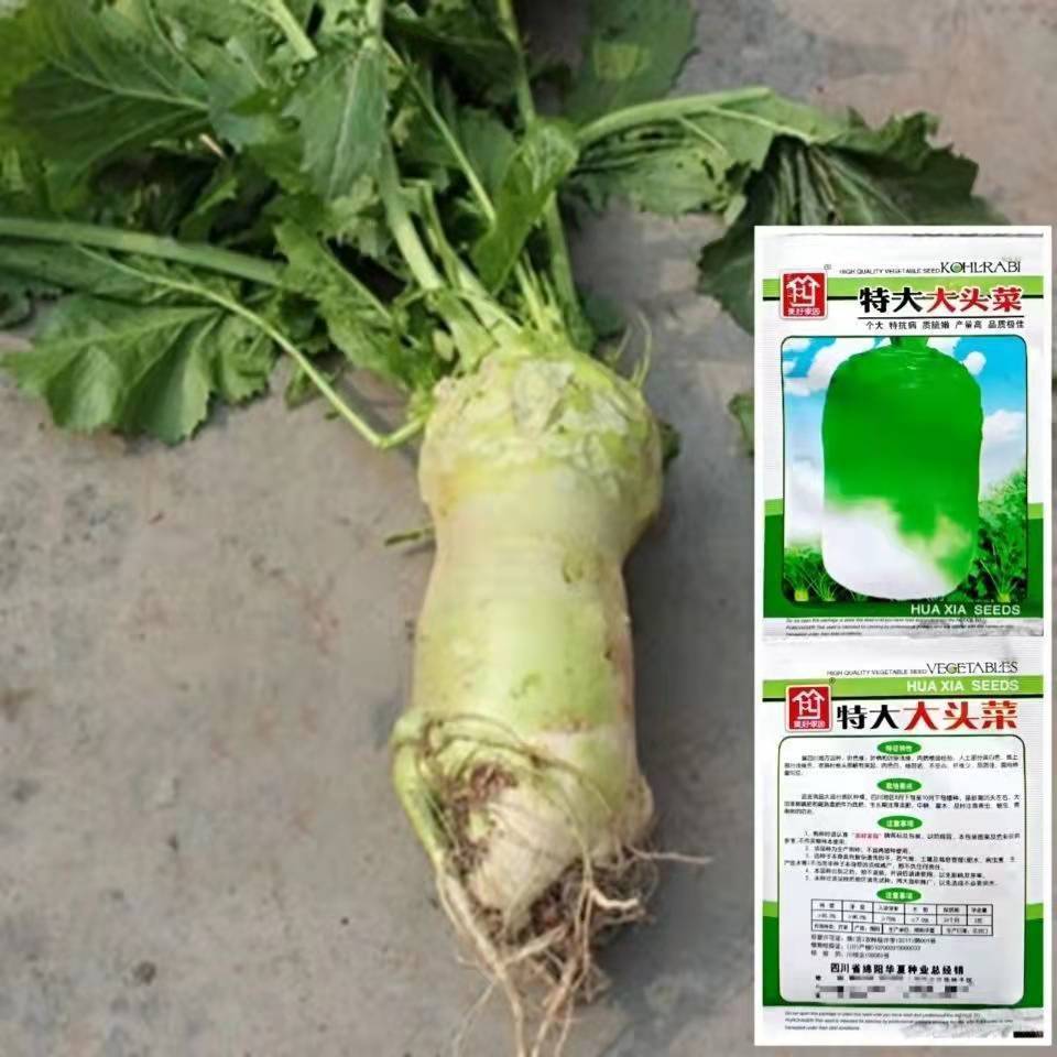 大头菜种子四川芥菜籽榨菜疙瘩根用芥菜腌制泡菜秋季蔬菜种子大全