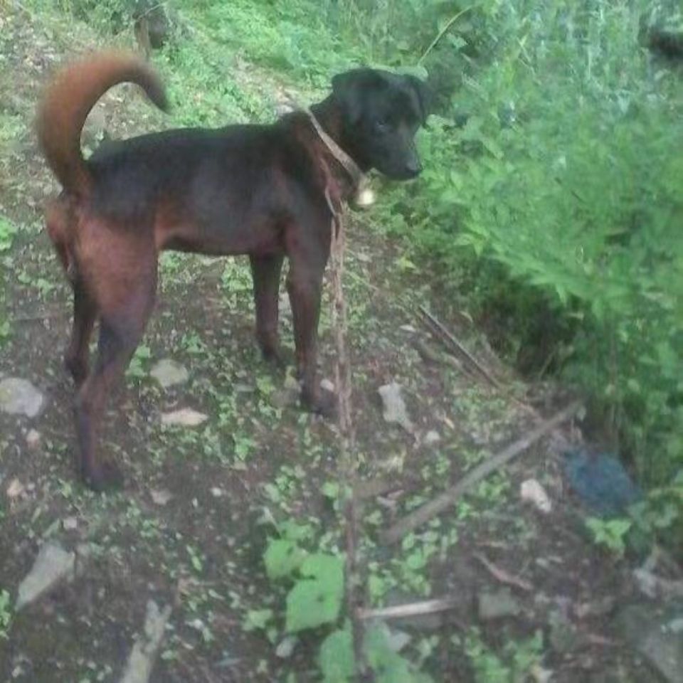 青川狩猎犬山地猎狗四川东猎犬凉山犬撵山犬赶山狗小狗狗活物真狗