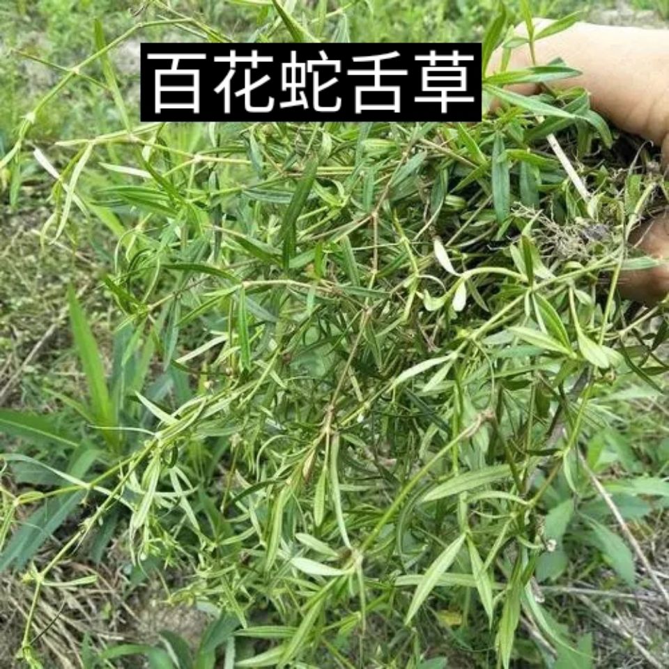 农家野生白花蛇舌草,蛇总管,羊须草干品精选购1500克送200克