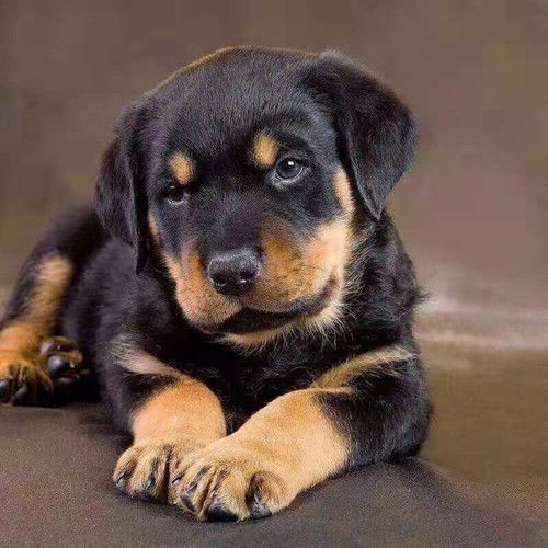罗威纳幼犬混血虎头三个月高智商军犬警犬狼狗宠物小狗狗活物幼崽