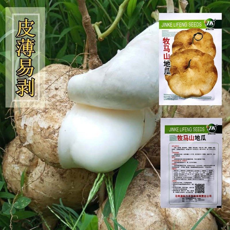 地瓜种籽凉薯土瓜种子白凉瓜牧马山水果生吃沙葛蔬菜种孑早熟高产