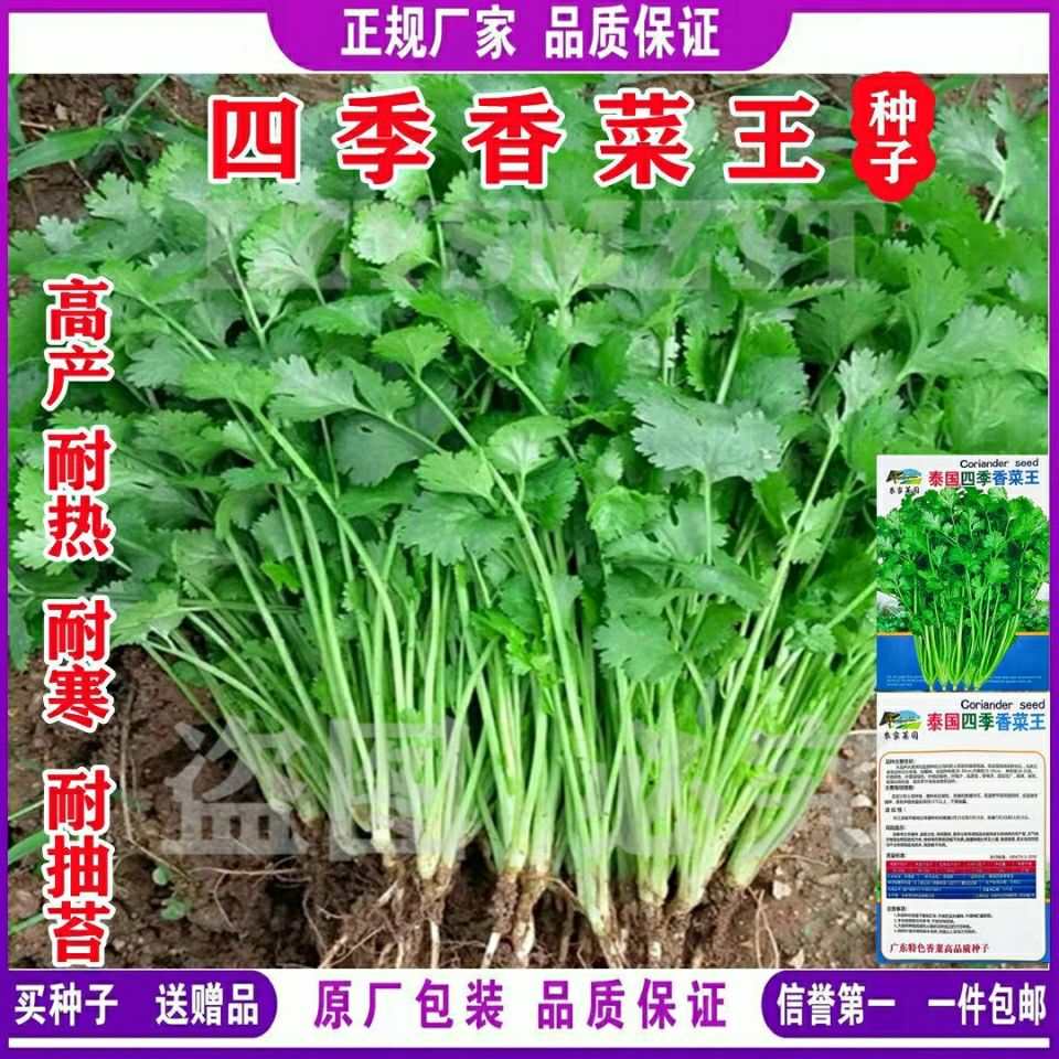 四季小香菜种子 大叶香菜种子 老芫芜香菜籽阳台盆栽水果蔬菜种子