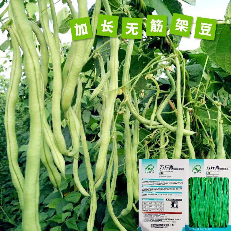 高产无筋架豆王种子泰国特长架豆绿芸豆农家春季四季种植蔬菜籽