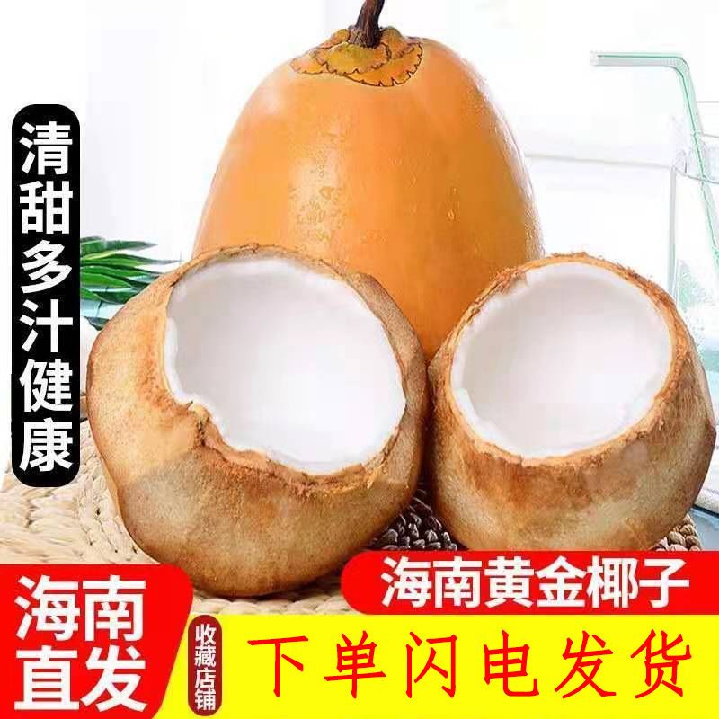 海南金椰子新鲜黄金椰现摘发货椰青中的贵族椰子带皮发货