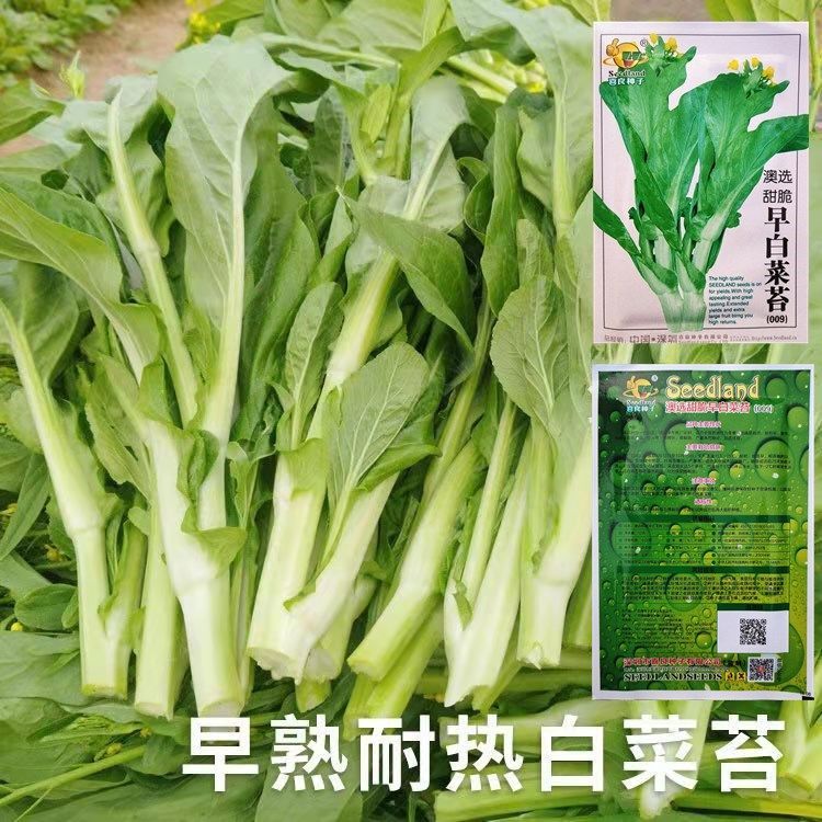 白菜苔种子种籽早熟香甜菜心广东南方蔬菜孑四季春季播菜种青菜子