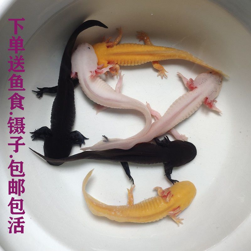 六角恐龙鱼六角龙鱼小金鱼锦鲤观赏鱼两栖蝾螈好养耐活冷水淡水鱼