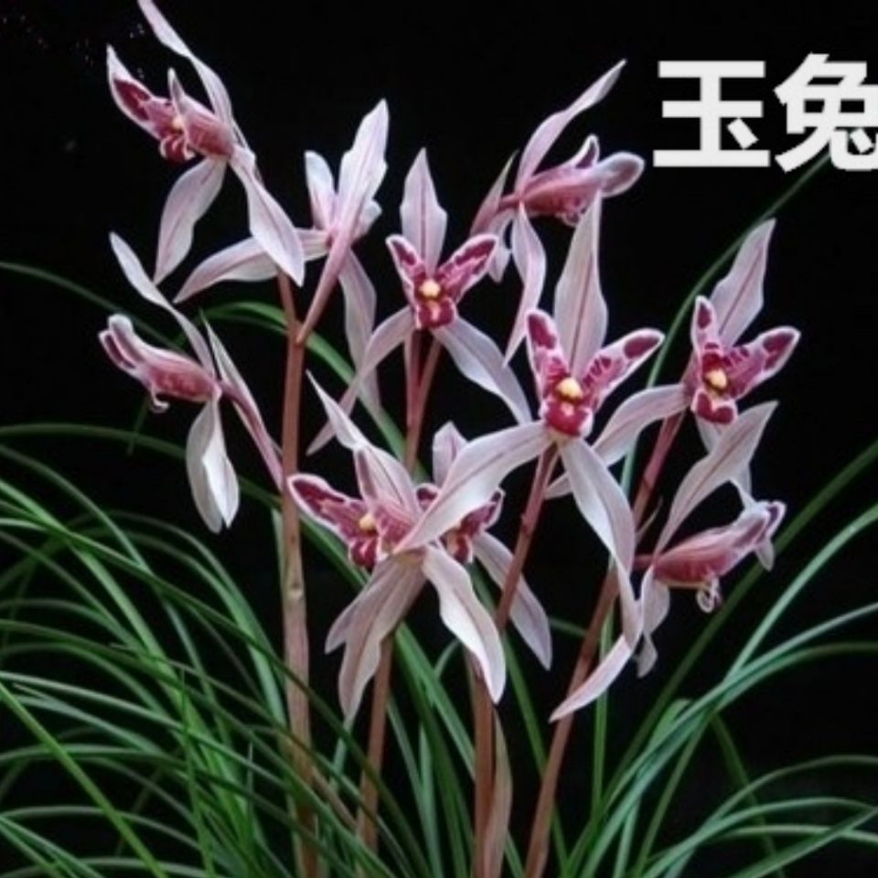 优质兰花苗 云南连瓣都江红胭脂 玉兔   蕙兰红霞素 高档兰花绿植