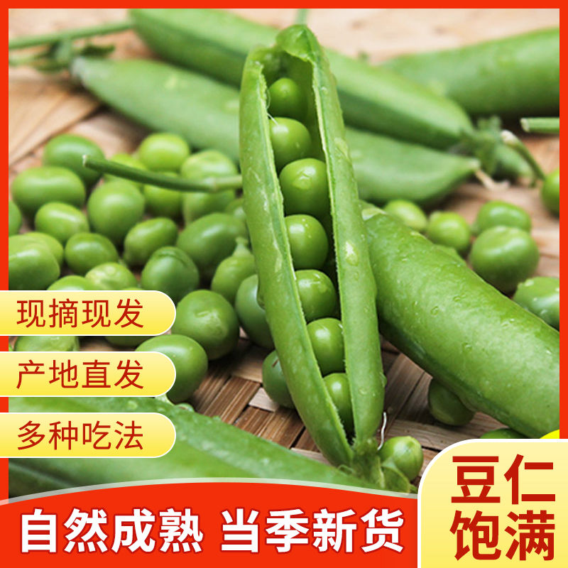 云南新鲜豌豆荚当季带壳小青豆甜豆角毛豆米生鲜现摘蔬菜整箱批发