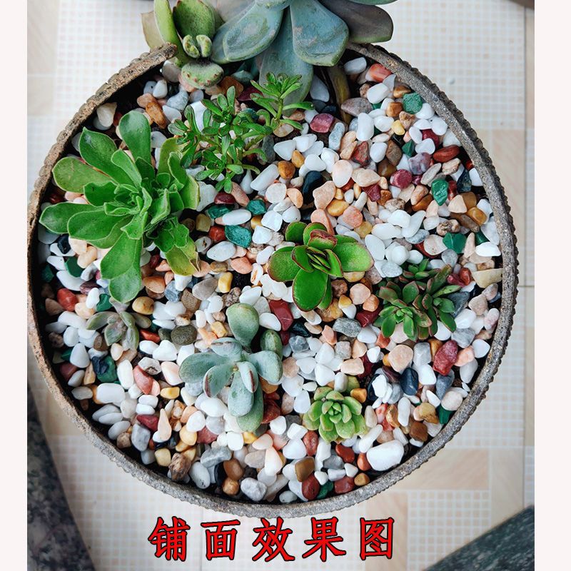 天然雨花石多肉铺面盆栽水培植物铺底鱼缸底砂造景装饰五彩石头 虎窝拼