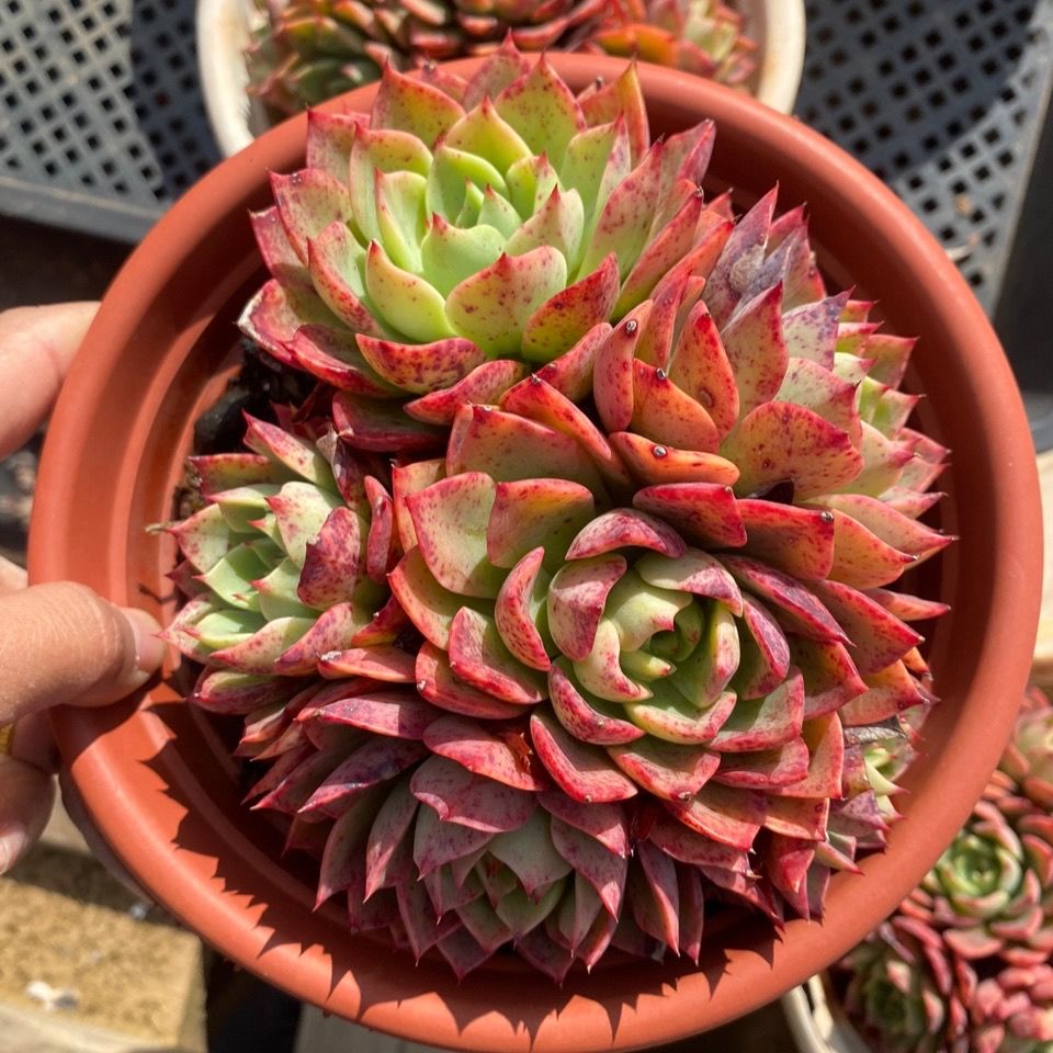 贝拉多娜18厘米盆云南多肉植物精品多肉云之兰【15天内发货】