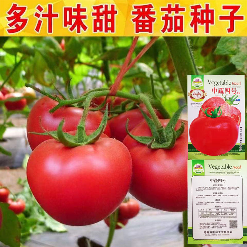 特大西红柿种子粉甜新品种洋柿子番茄种籽高产南北方四季蔬菜种子