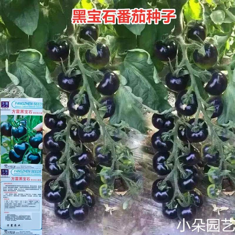 黑宝石黑柿子蕃茄水果种子黑珍珠小番茄种子盆栽黑钻石紫色番茄种