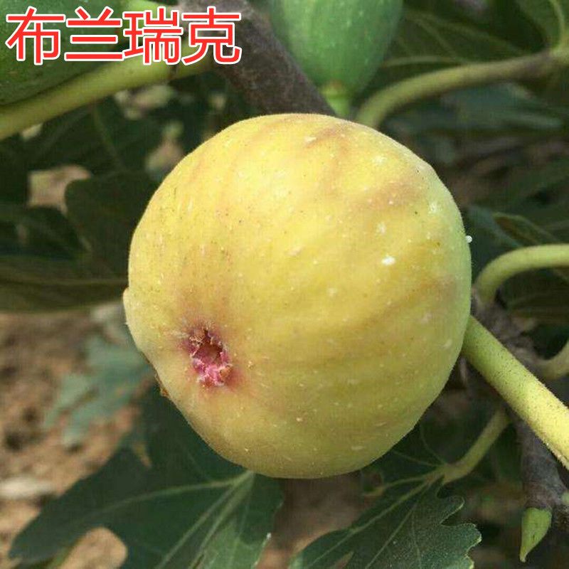 布兰瑞克无花果特点图片