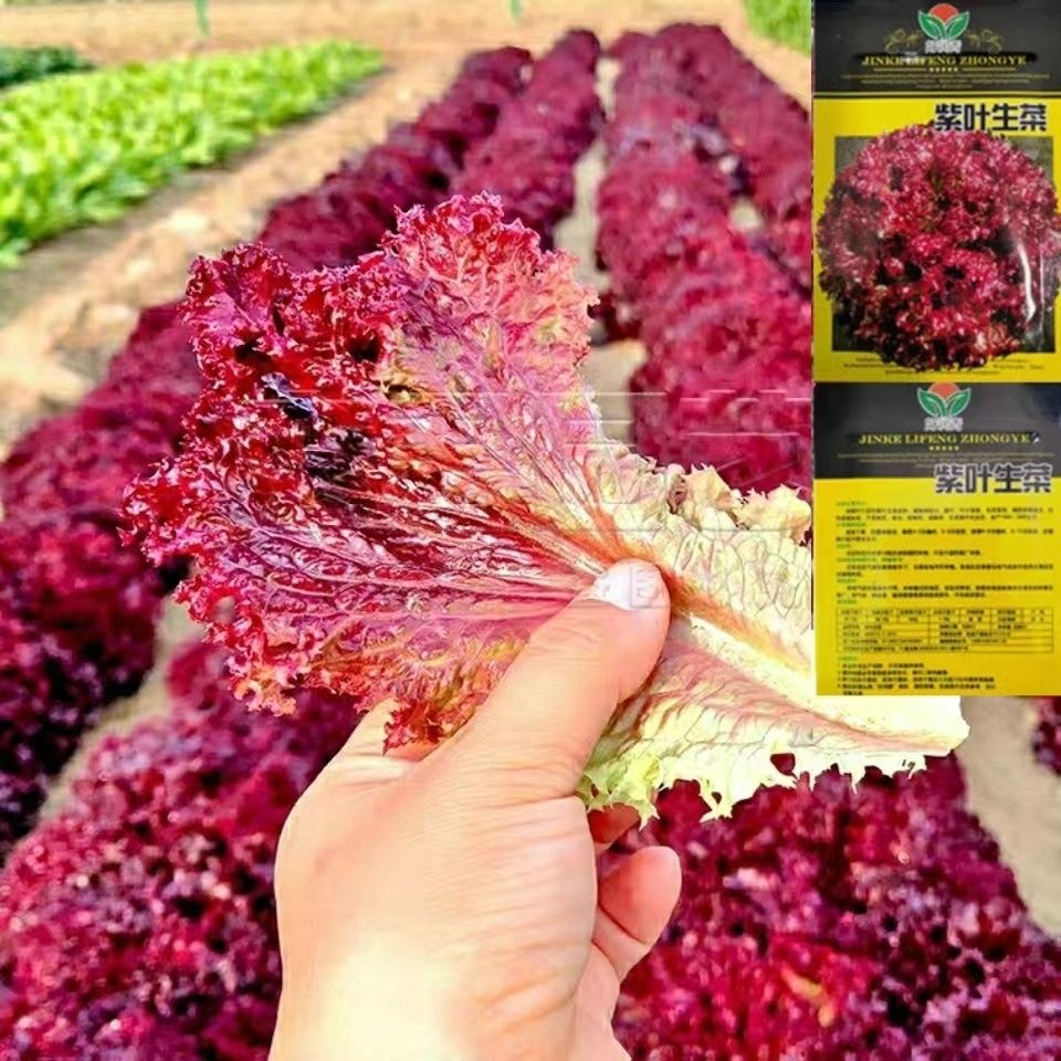 红叶罗莎紫生菜种子紫色沙拉生菜紫叶菜四季菜盆栽蔬菜孑奶油蔬莱