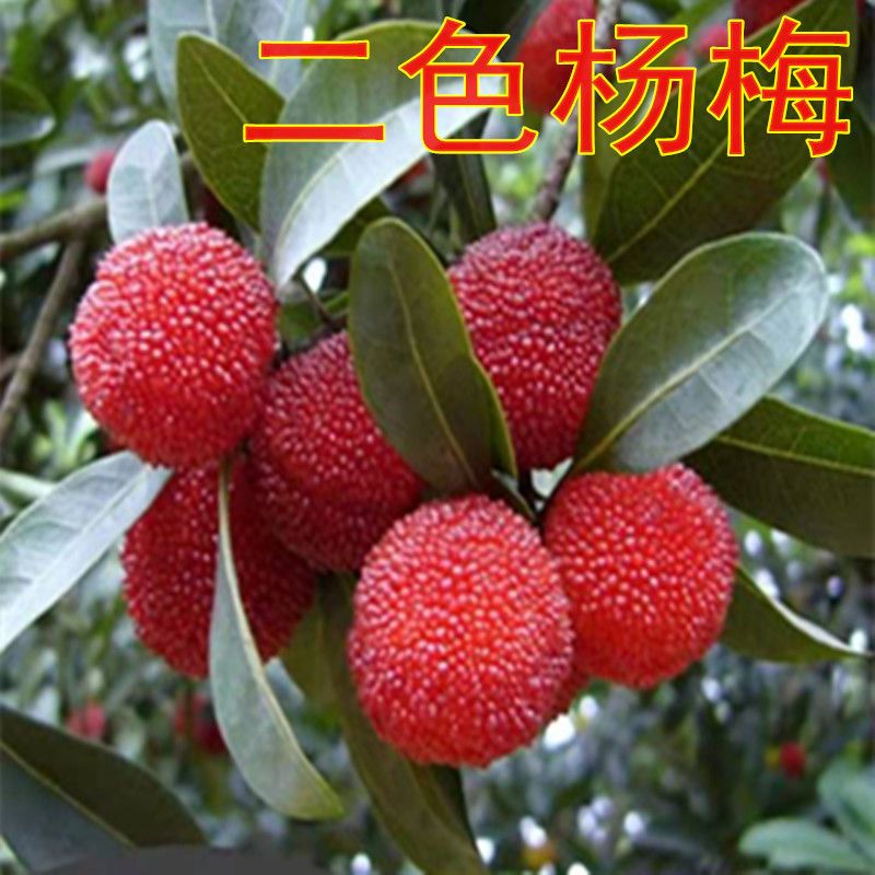 二色杨梅树 树苗嫁接盆地栽南方特大果树苗杨梅苗当年结果