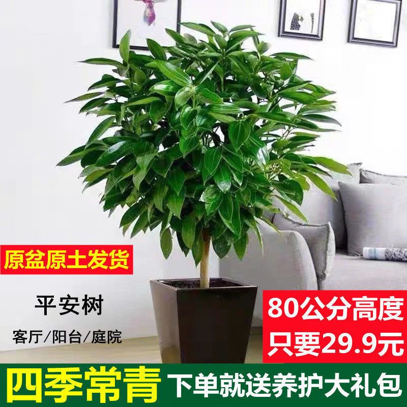 平安树客厅大盆栽植物室内四季花卉盆栽绿植盆栽平安树大苗吸甲醛
