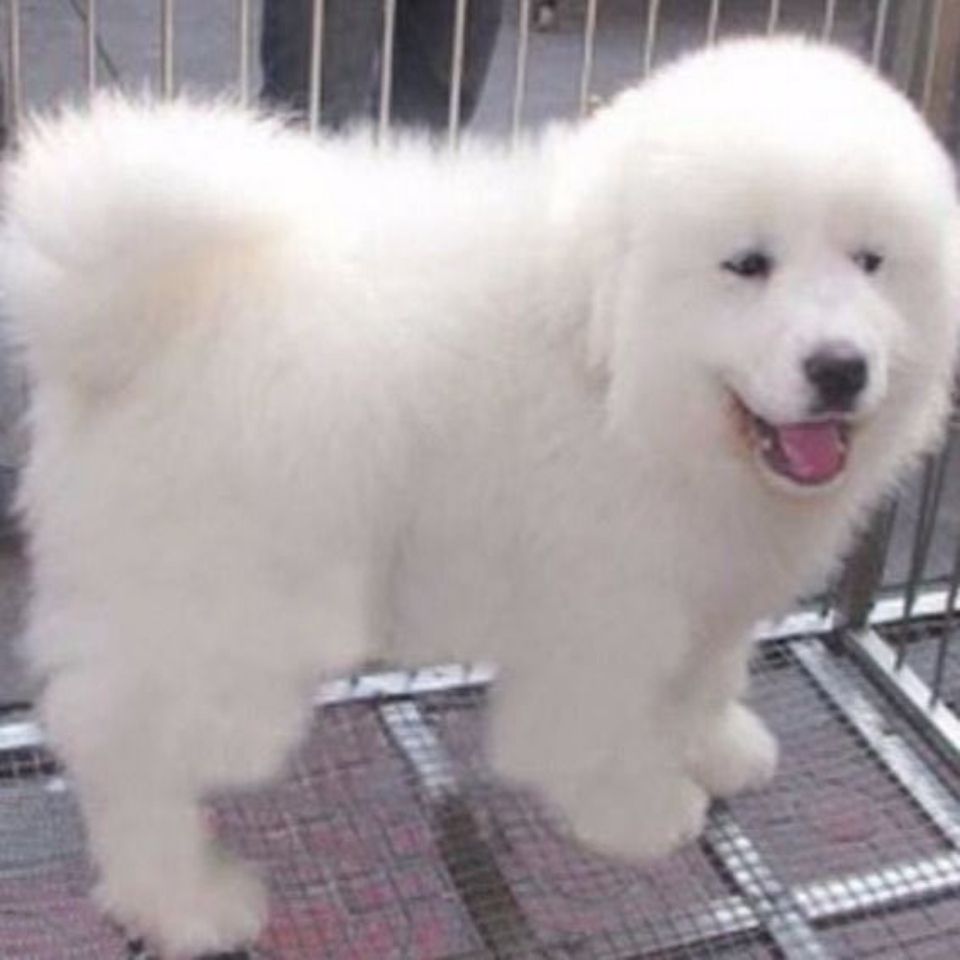 大白熊犬幼犬超大型犬比利牛斯犬白色温顺.宠物狗狗活物幼崽真狗