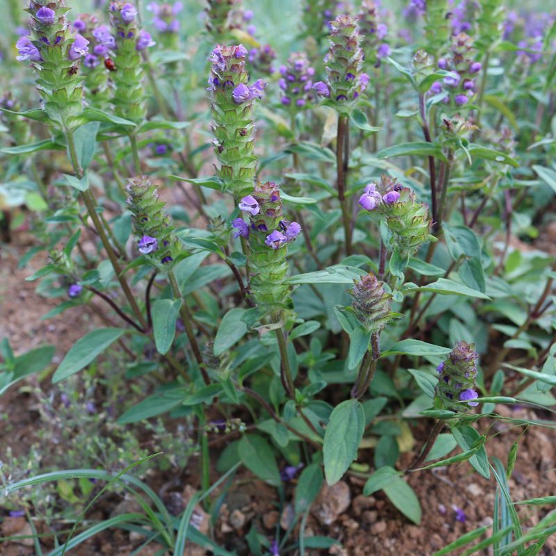 野生草药夏枯草种子别称牛抵头铁色草大头花白花草棒槌麦穗夏枯球