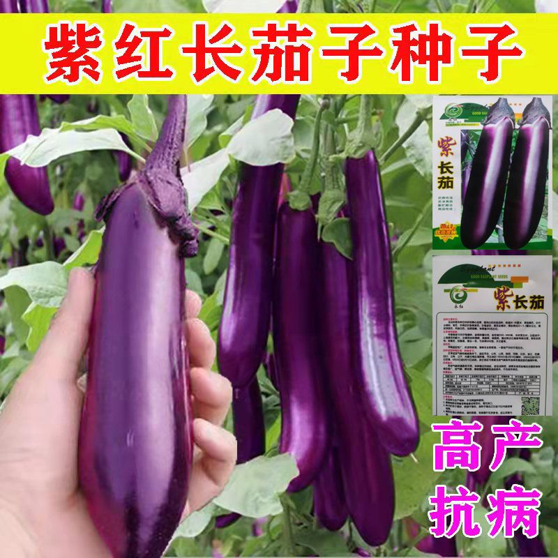 紫红长茄王种子茄子种子春秋季阳台盆栽蔬菜种孑四季农家紫茄种子