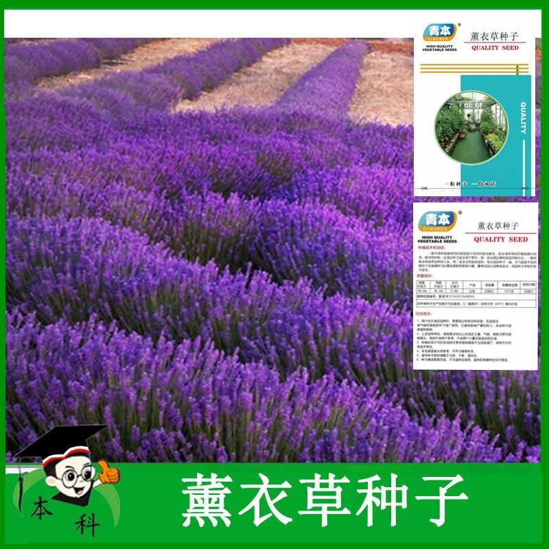 花卉香草贵妇人薰衣草种子春夏秋满包邮春夏秋春季种孑秋季花卉苗