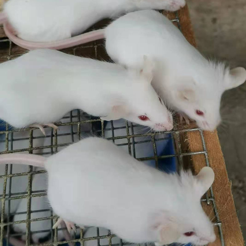 小白鼠活体繁殖组实验小白鼠km昆明鼠乳鼠成体亚成跳跳包邮包活