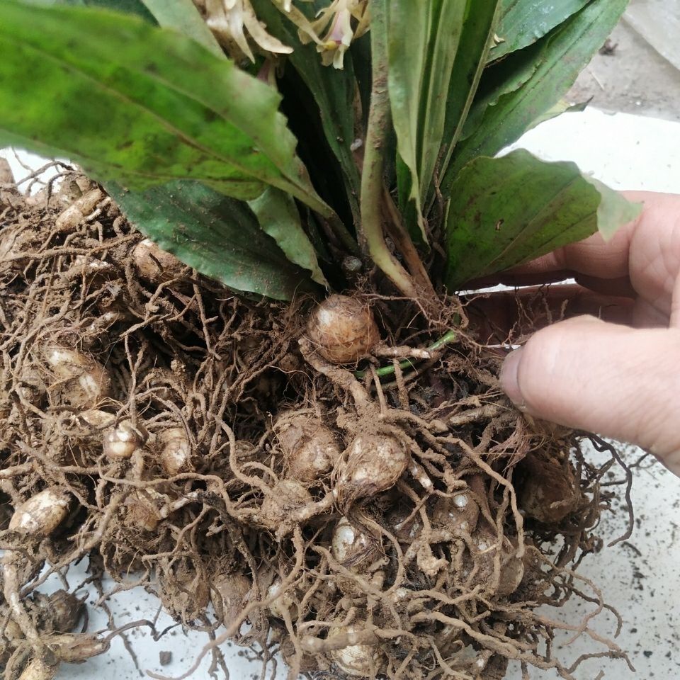 野生圆白芨新鲜毛慈菇种冰球子泥冰子山慈菇种苗  正宗贵州中药材
