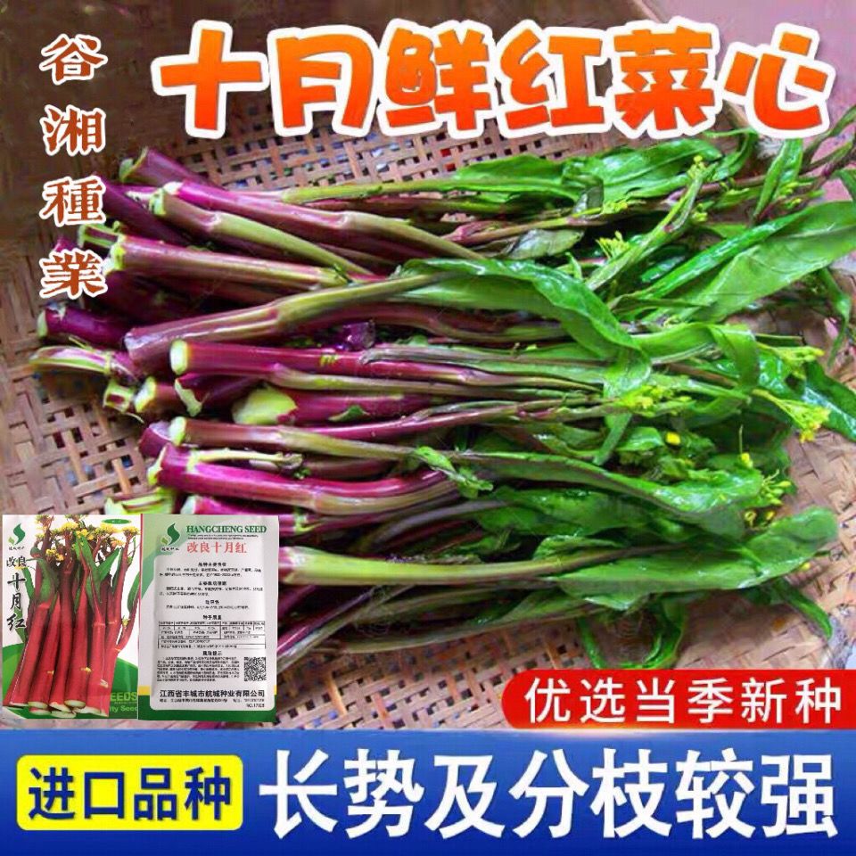 十月红菜苔种子甜菜早熟高产蔬菜春季秋季种植阳台抗病寒种籽