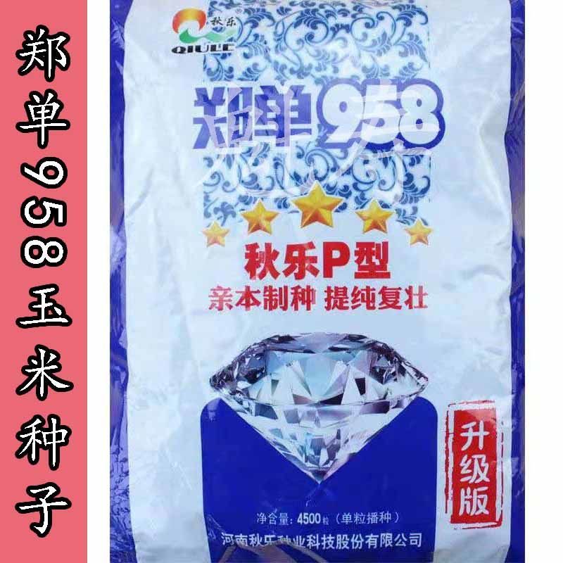 秋乐p型郑单958玉米种子高产早熟抗病大田饲料玉米种籽白轴苞米籽