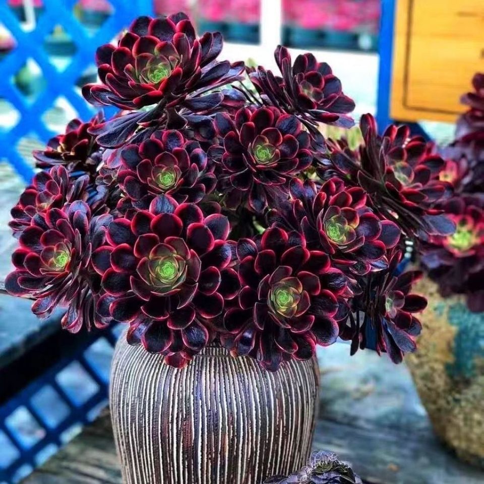 多肉植物法师超大手捧特价红覆轮水墨画美杜莎清仓肉肉高档盆栽