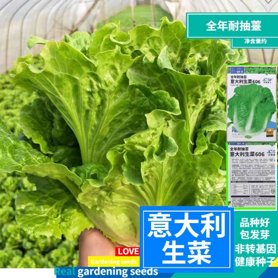 意大利生进口生菜种子半结球耐抽薹耐寒耐热抗病产量高蔬菜种籽
