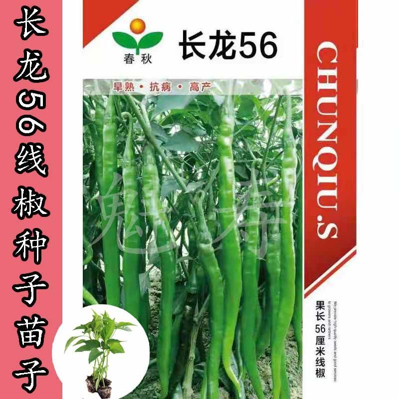 长龙56线椒种苗子特长线椒种籽高产早熟薄皮香辣辣椒种子蔬菜