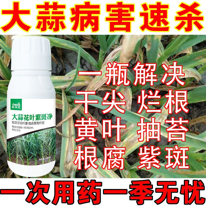 大蒜杀菌剂大蒜干尖黄叶大蒜死苗烂根叶枯病紫斑锈病大蒜病全治