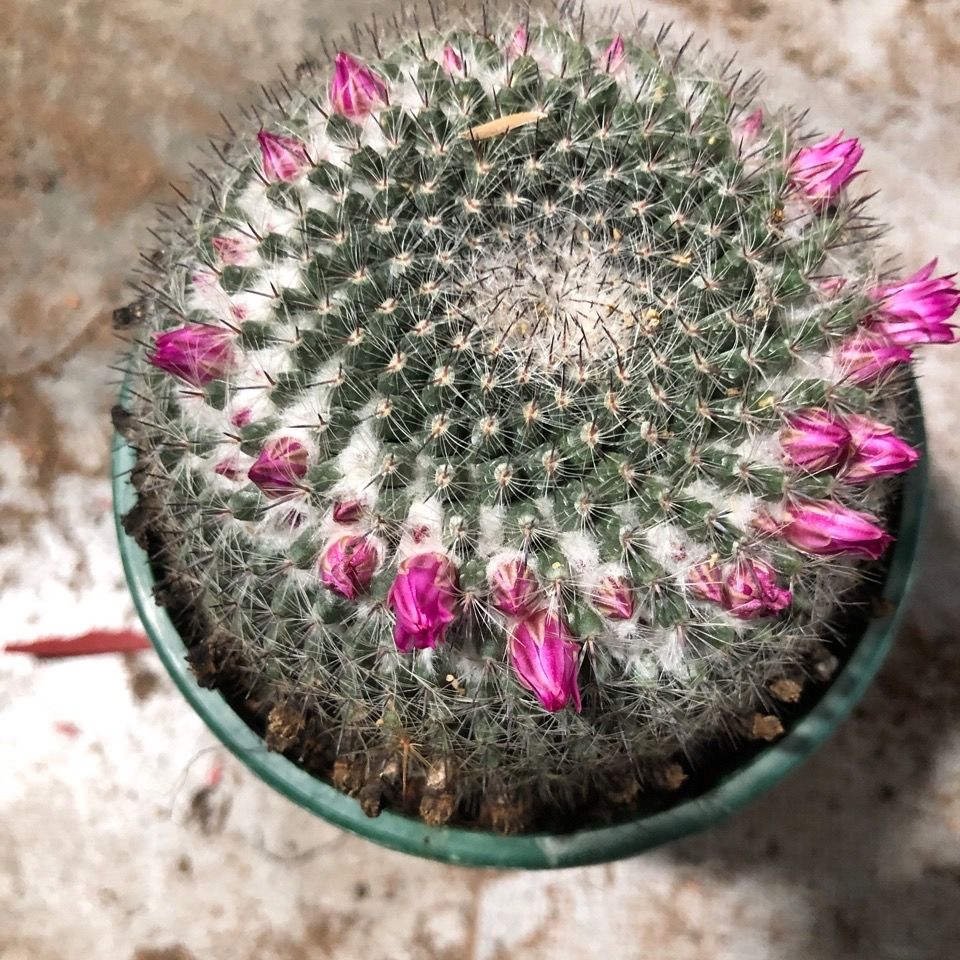 实生玉翁,开花仙人球