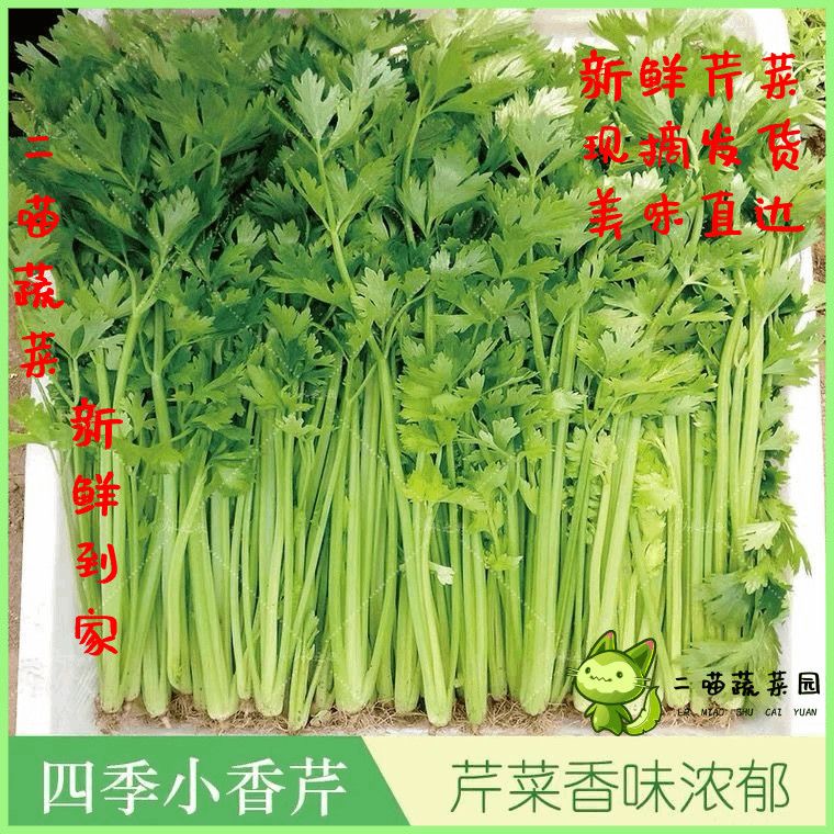 山东特产新鲜芹菜四季香芹现摘农家自种芹菜批发新鲜蔬菜现摘发货