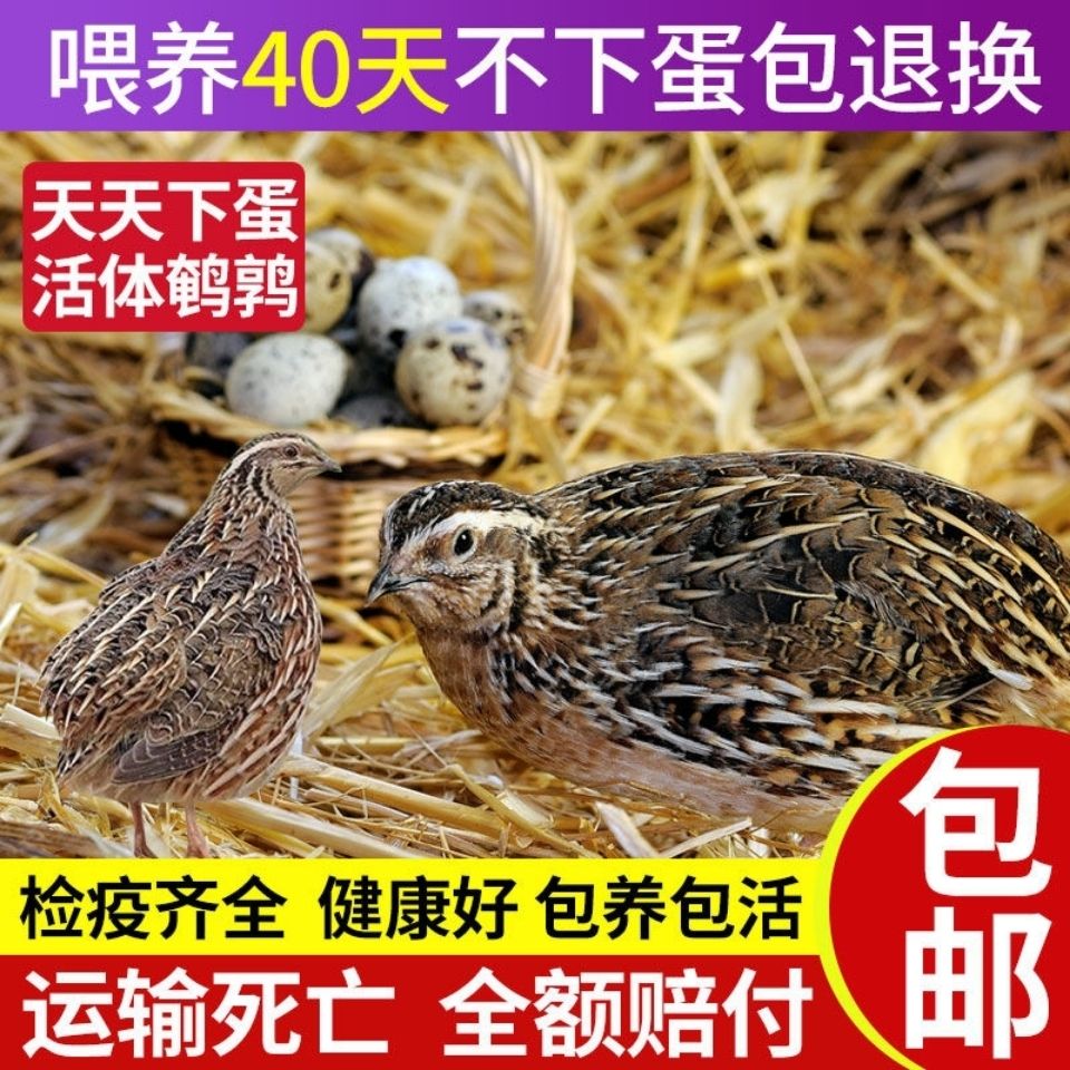 鹌鹑鸟活体天天下鹌鹑蛋黄羽沙维散养鸡青年活苗种活物阳台养宠物【3