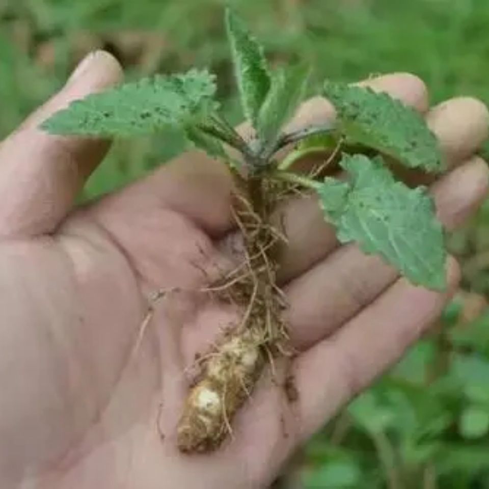 宝塔草新鲜螺丝草地环甘露草石蚕地牯牛葫芦草