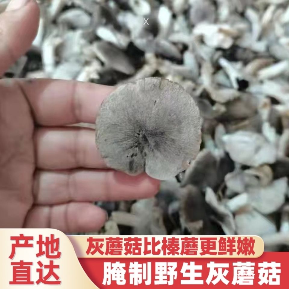 东北野生灰蘑菇腌制灰蘑菇青蘑菇批发蘑菇