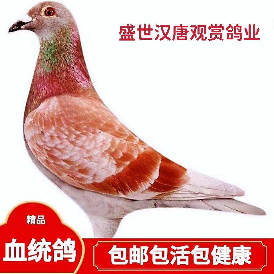 血统信鸽活体公母一对宠物小鸟活物赛鸽好鸽子漂亮天落鸽种鸽幼鸽