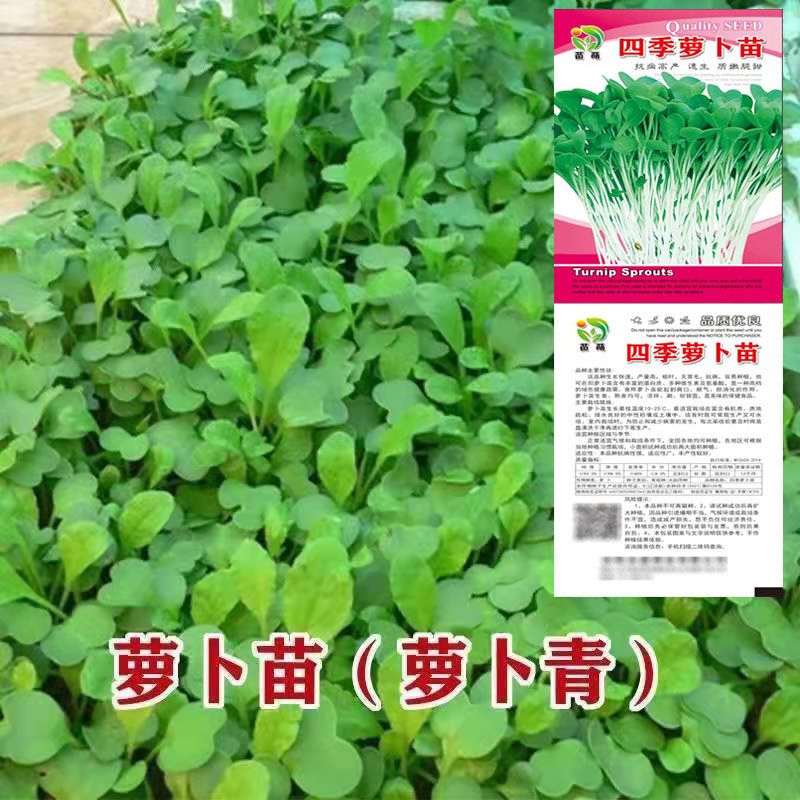萝卜菜种子 萝卜苗 蔬菜种子阳台盆栽易种生长快春夏秋冬四季易种