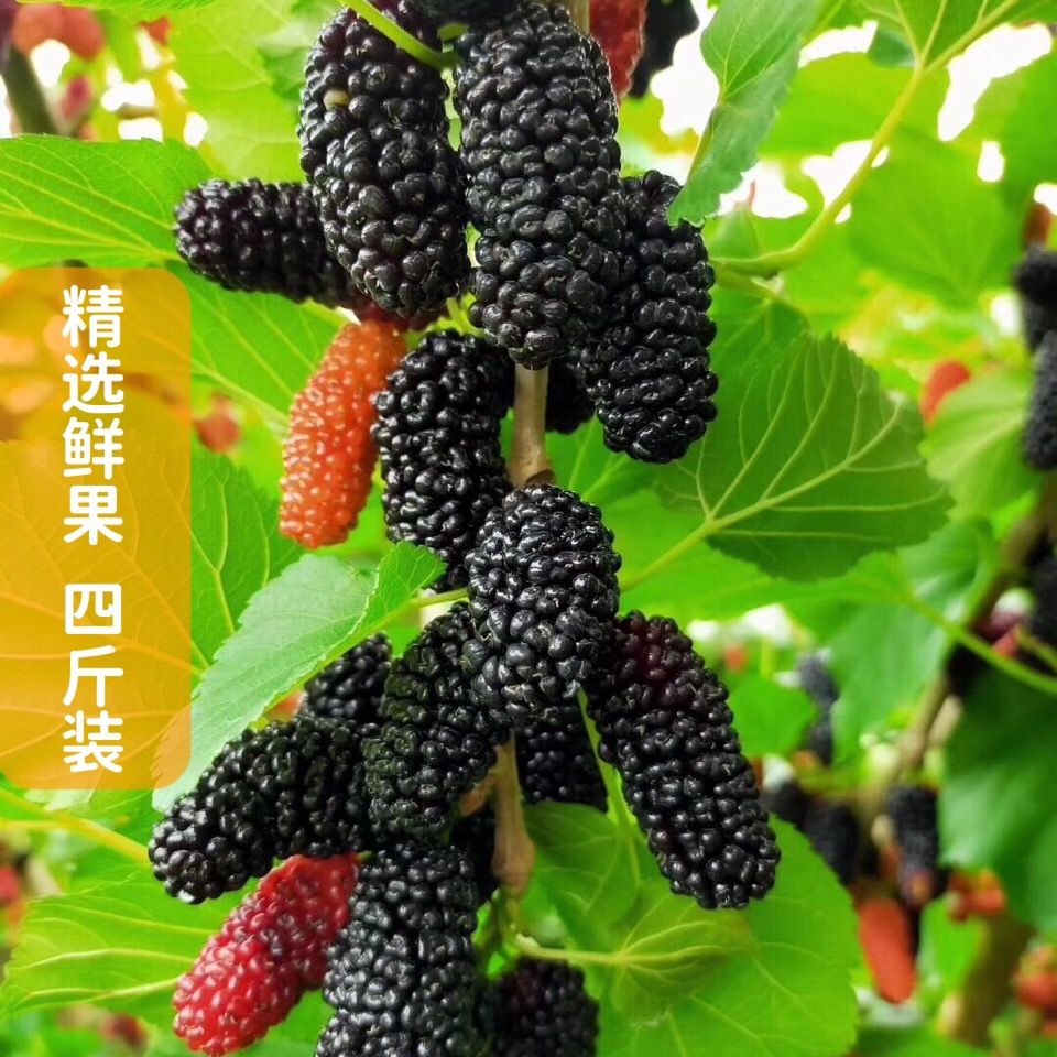 新鲜水果桑葚现摘现发当季孕妇水果桑枣黑桑椹果精挑鲜果