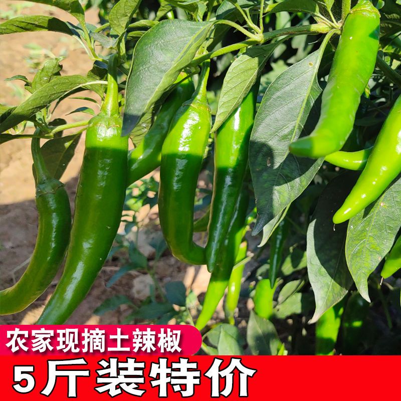 青椒新鲜3斤现摘现发辣椒广东露天种植牛角椒炒菜椒5斤虎皮青椒
