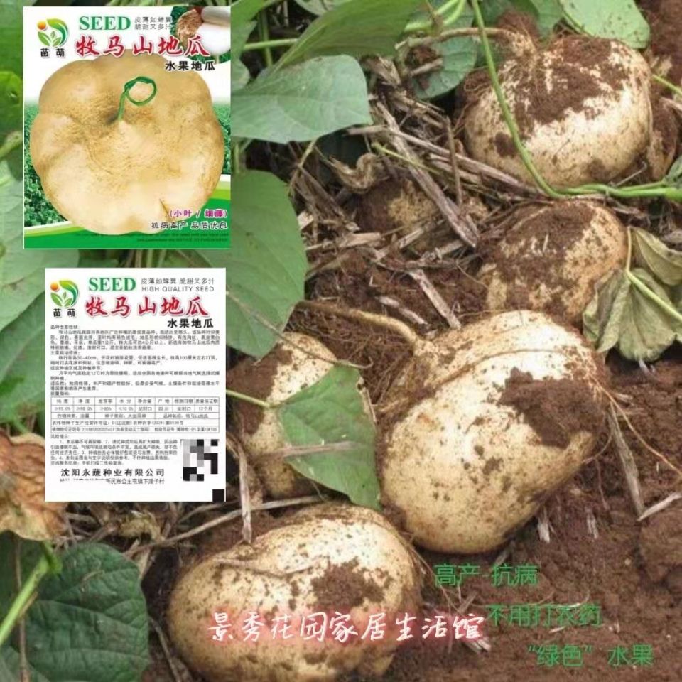 水果白地瓜凉薯种子特大早熟高产春秋播种凉薯地瓜种子 蔬菜种籽