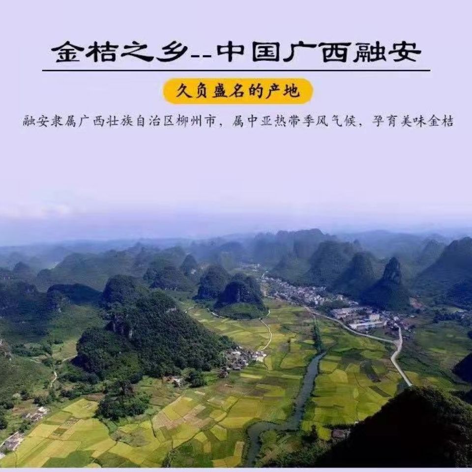 广西融安脆皮金桔