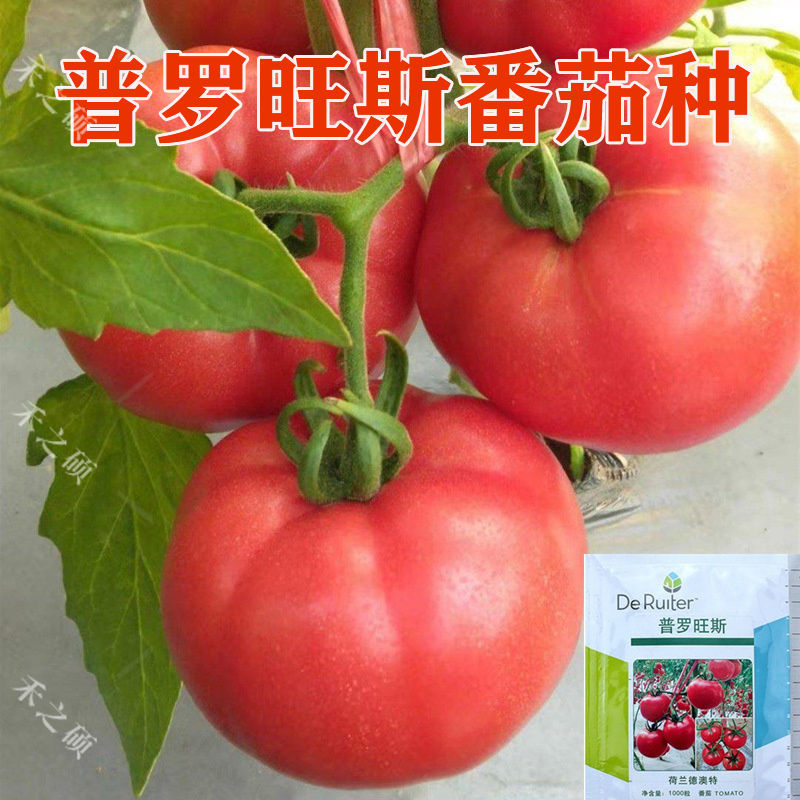 进口普罗旺斯西红柿种子番茄蔬菜种籽产量高口感好酸甜鲜食可生吃